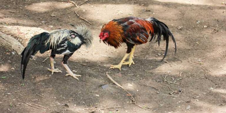 Cockfighting