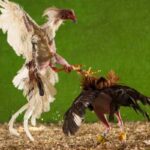Types of Spurs Used in Cockfighting