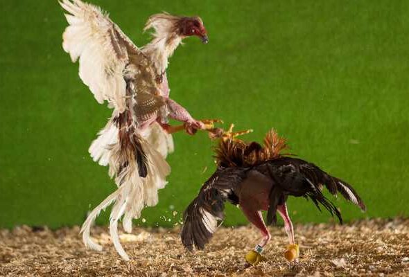 Types of Spurs Used in Cockfighting