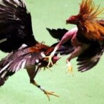 Outstanding Features Of Fighting Chicken