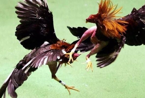 Outstanding Features Of Fighting Chicken
